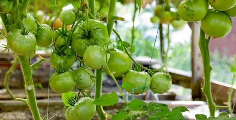 Куда девать недозревшие помидоры: они могут дойти до кондиции в домашнихусловиях