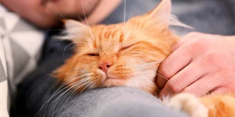 Как понять, что кот любит хозяина и доверяет ему: 7 признаков