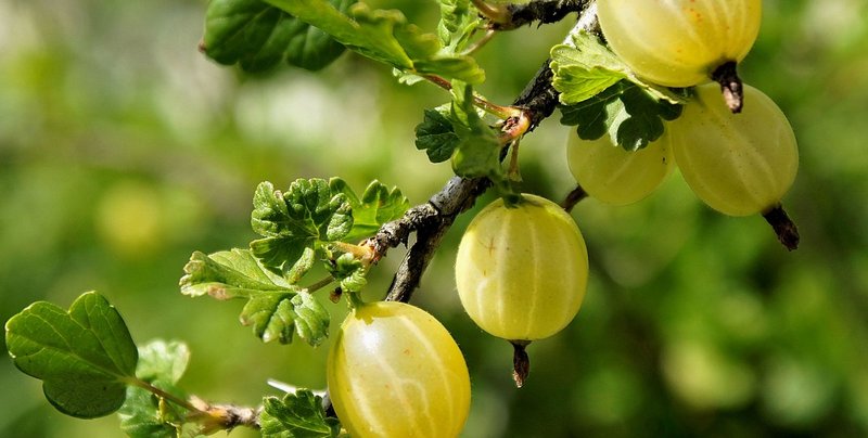 Как увеличить урожай крыжовника: деревенский метод «собирать ягоду ведрами»