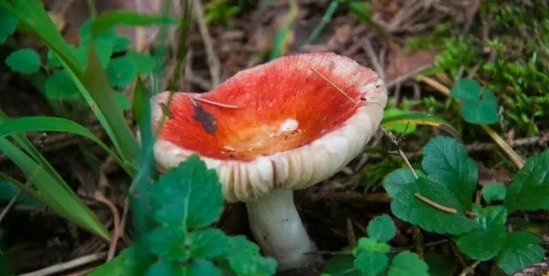 Лесные грибы на участке – да легко! Делимся секретами + фото огородных грибочков