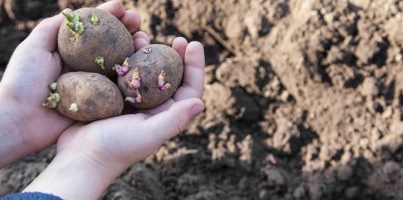 Что посадить рядом с картофелем: примеры лучшего и неудачного соседства нагрядке
