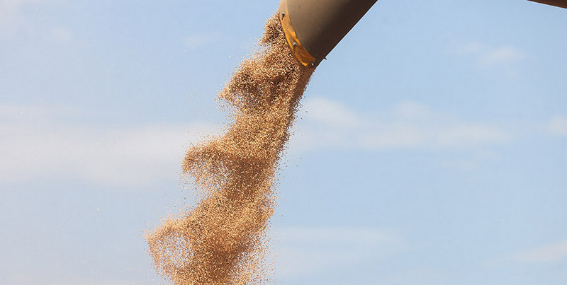 намолот кукурузы в Беларуси