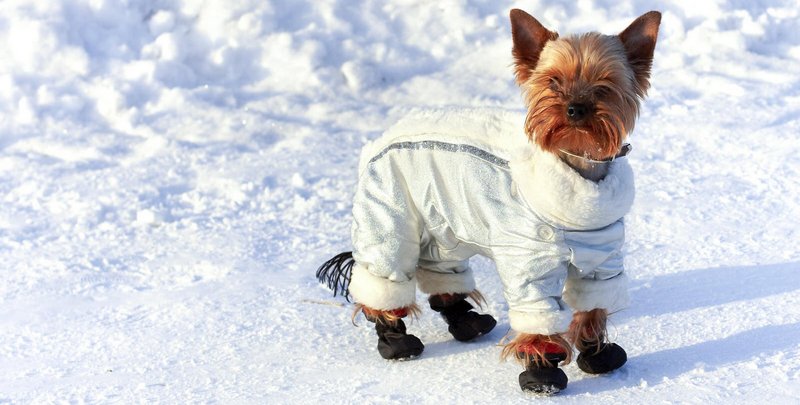 как правильно выгуливать собаку зимой