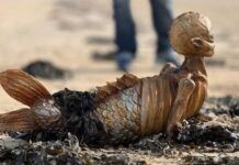 Супруги нашли русалку на прогулке у моря. Находку сняли на фото Супруги нашли русалку на прогулке у моря. Находку сняли на фото