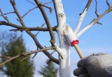 Чем лучше весной белить деревья в саду Чем лучше весной белить деревья в саду