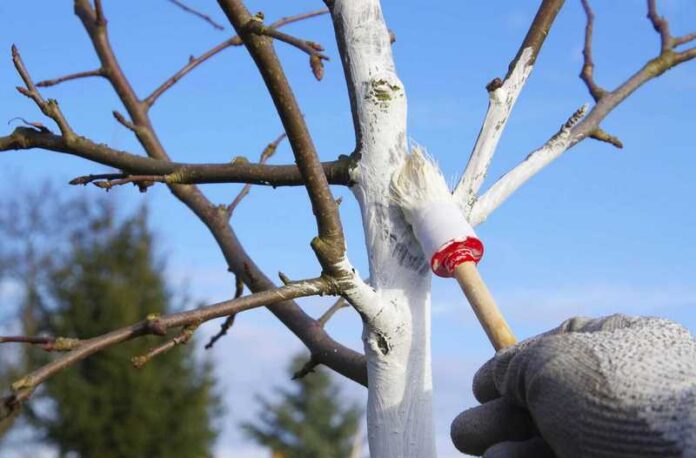Чем лучше весной белить деревья в саду