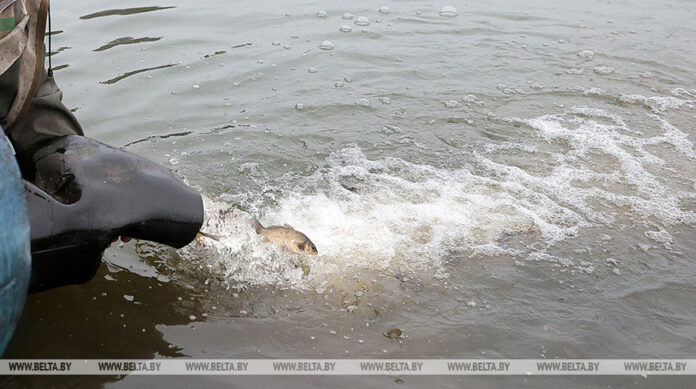 В Беларуси начали весеннее зарыбление водоемов