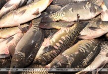 Сколько рыбы выловлено в водоемах Беларуси в прошлом году, рассказали в Белстате Сколько рыбы выловлено в водоемах Беларуси в прошлом году, рассказали в Белстате