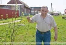 Чернобыльская катастрофа: уроки истории и героизм кричевских медиков Чернобыльская катастрофа: уроки истории и героизм кричевских медиков