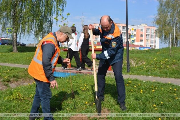 Железнодорожники Кричевщины высадили 80 лип в честь 80-летия Великой Победы