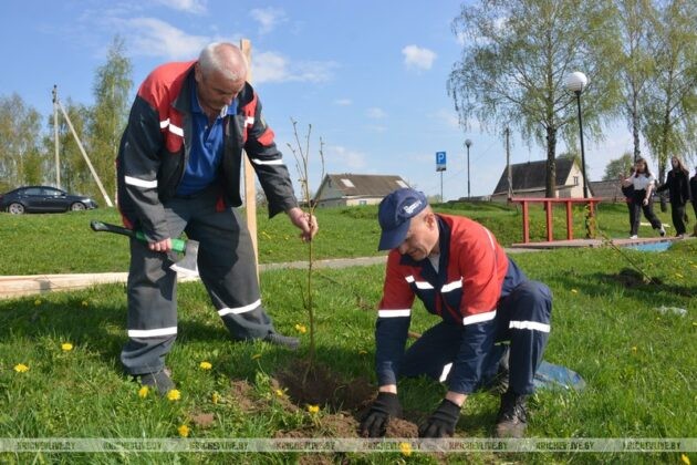 Железнодорожники Кричевщины высадили 80 лип в честь 80-летия Великой Победы