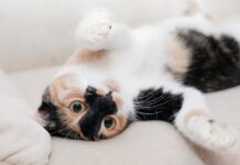 Психолог рассказала о целительном действии кошачьего мурчанья Психолог рассказала о целительном действии кошачьего мурчанья