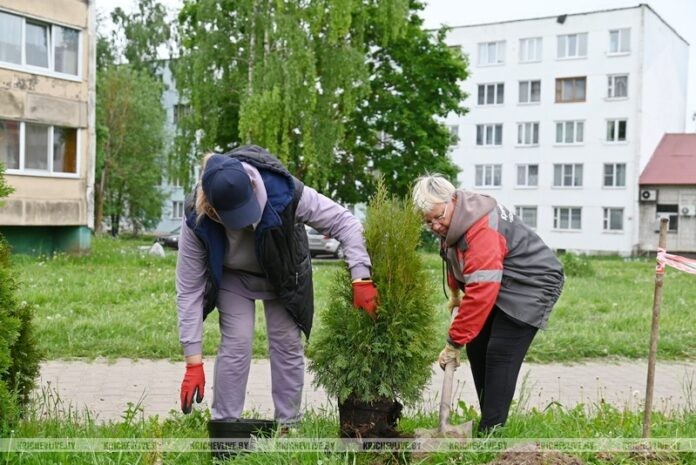 15 туй высадили в Кричеве коммунальщики
