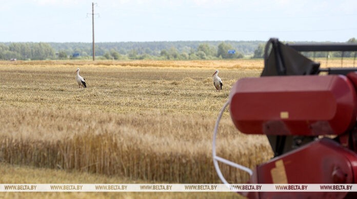В Беларуси намолотили более 96 тыс. тонн озимого ячменя