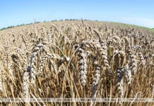 У каких сельхозкультур в Беларуси наступила полная спелость зерна, рассказали в Белгидромете У каких сельхозкультур в Беларуси наступила полная спелость зерна, рассказали в Белгидромете