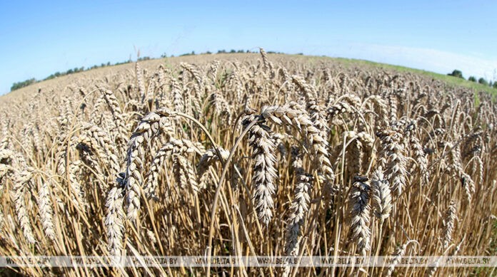 У каких сельхозкультур в Беларуси наступила полная спелость зерна, рассказали в Белгидромете