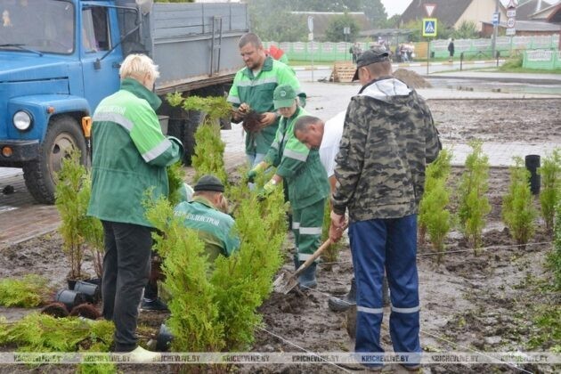 В Кричеве идет высадка зеленых насаждений на площади по улице Советская