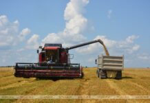 На Кричевщине продолжается уборка озимого ячменя На Кричевщине продолжается уборка озимого ячменя