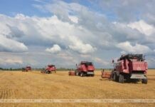 В Беларуси убрано почти 80% озимого ячменя В Беларуси убрано почти 80% озимого ячменя
