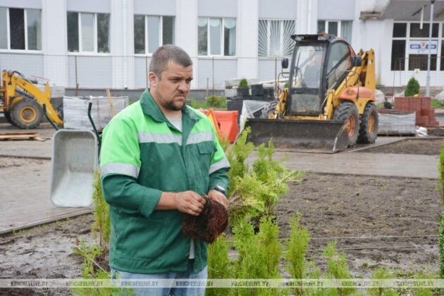 В Кричеве идет высадка зеленых насаждений на площади по улице Советская