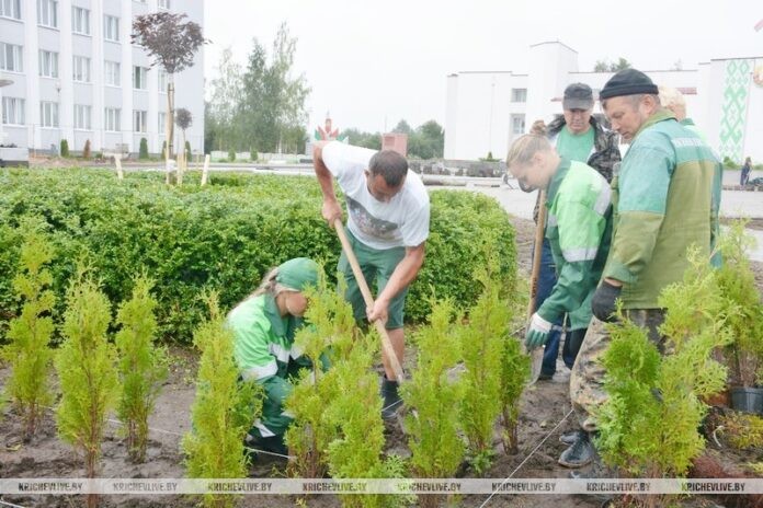 В Кричеве идет высадка зеленых насаждений на площади по улице Советская