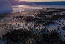 Белорусские полярники наблюдают за жизненным циклом пингвинов Белорусские полярники наблюдают за жизненным циклом пингвинов