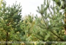 Количество лесов в Беларуси достигло векового максимума Количество лесов в Беларуси достигло векового максимума