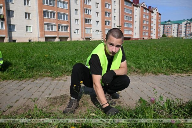 Завершающие трудовые дни бойцов студотряда «ударник» в кричеве