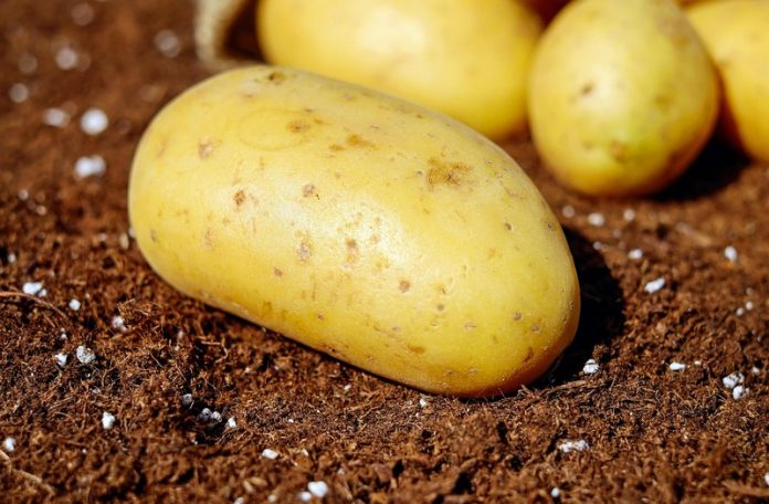 В Беларуси началась уборка картофеля