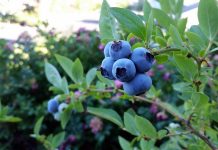 Подкормка голубики в августе: секреты для увеличения урожая Подкормка голубики в августе: секреты для увеличения урожая