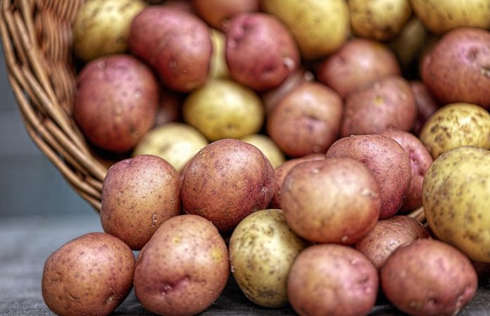Картофель сохранится до весны без гнили и прорастания. Узнали секрет