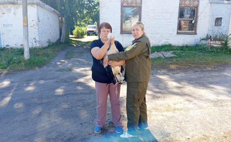 Жительница Кричева спасла аиста