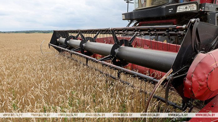 Более 9,7 млн тонн зерна с рапсом и кукурузой намолочено в Беларуси