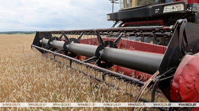 Свыше 10,2 млн тонн зерна с учетом рапса и кукурузы намолотили в Беларуси Свыше 10,2 млн тонн зерна с учетом рапса и кукурузы намолотили в Беларуси