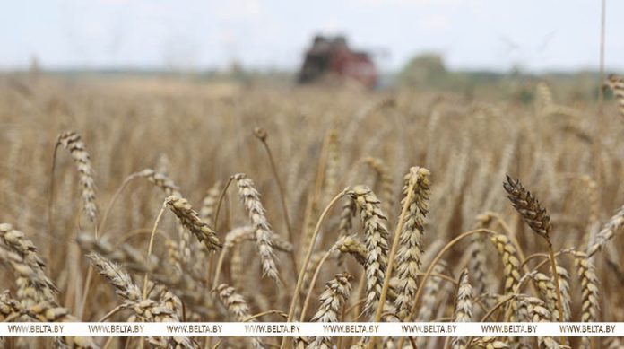 Зерновые и зернобобовые культуры с кукурузой в Беларуси убраны с 94% площадей