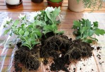 Штраф 840 рублей заплатил парень за кражу хризантем в Кричеве