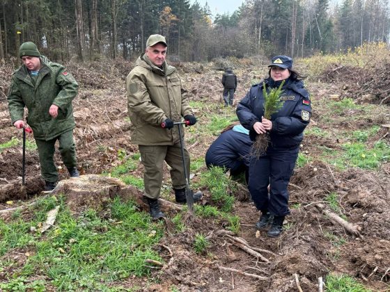 В акции «Дай лесу новае жыццё» кричевляне принимают активное участие