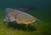 Новые правила рыбалки на Кричевщине с ноября Новые правила рыбалки на Кричевщине с ноября