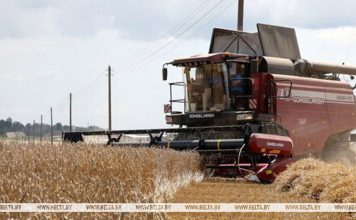 В Беларуси намолочено 10,4 млн тонн зерна с учетом рапса и кукурузы В Беларуси намолочено 10,4 млн тонн зерна с учетом рапса и кукурузы