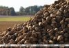 Свыше 5 млн тонн сахарной свеклы накопано в Беларуси Свыше 5 млн тонн сахарной свеклы накопано в Беларуси