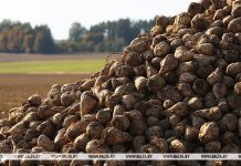 Свыше 5 млн тонн сахарной свеклы накопано в Беларуси Свыше 5 млн тонн сахарной свеклы накопано в Беларуси
