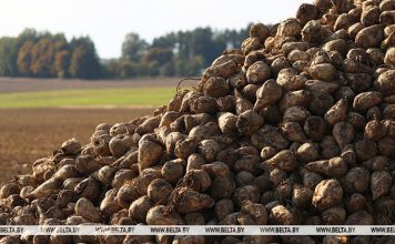 Свыше 5 млн тонн сахарной свеклы накопано в Беларуси Свыше 5 млн тонн сахарной свеклы накопано в Беларуси