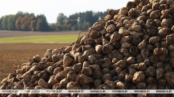 Свыше 5 млн тонн сахарной свеклы накопано в Беларуси Свыше 5 млн тонн сахарной свеклы накопано в Беларуси