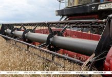 Почти 10,5 млн тонн зерна с учетом рапса и кукурузы собрано в Беларуси Почти 10,5 млн тонн зерна с учетом рапса и кукурузы собрано в Беларуси