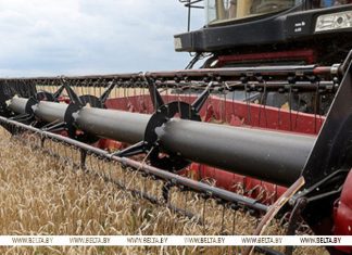 Почти 10,5 млн тонн зерна с учетом рапса и кукурузы собрано в Беларуси Почти 10,5 млн тонн зерна с учетом рапса и кукурузы собрано в Беларуси
