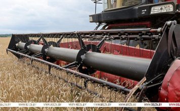 Почти 10,5 млн тонн зерна с учетом рапса и кукурузы собрано в Беларуси Почти 10,5 млн тонн зерна с учетом рапса и кукурузы собрано в Беларуси