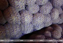 Обеспечены с запасом. Какой урожай картофеля собрали в Беларуси Обеспечены с запасом. Какой урожай картофеля собрали в Беларуси