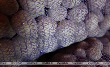 Обеспечены с запасом. Какой урожай картофеля собрали в Беларуси Обеспечены с запасом. Какой урожай картофеля собрали в Беларуси