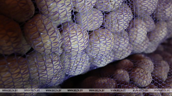 Обеспечены с запасом. Какой урожай картофеля собрали в Беларуси Обеспечены с запасом. Какой урожай картофеля собрали в Беларуси