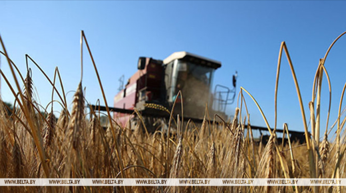 В Беларуси собрали почти 10,8 млн тонн зерна с учетом рапса и кукурузы